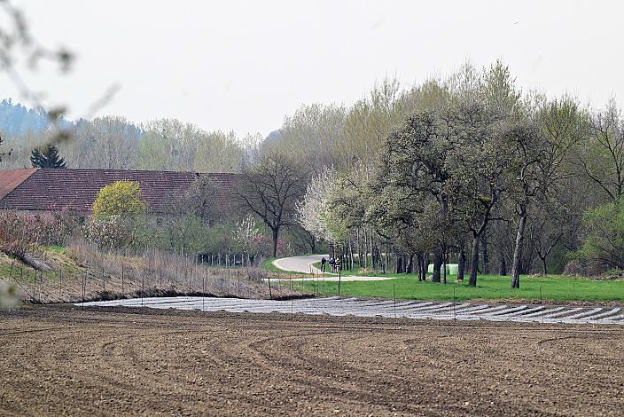 10. Kirschblüten Radklassik, Rad Klassik, Oldtimer, Vintage, Stahlrad, Radsport, Eferding, Oberösterreich