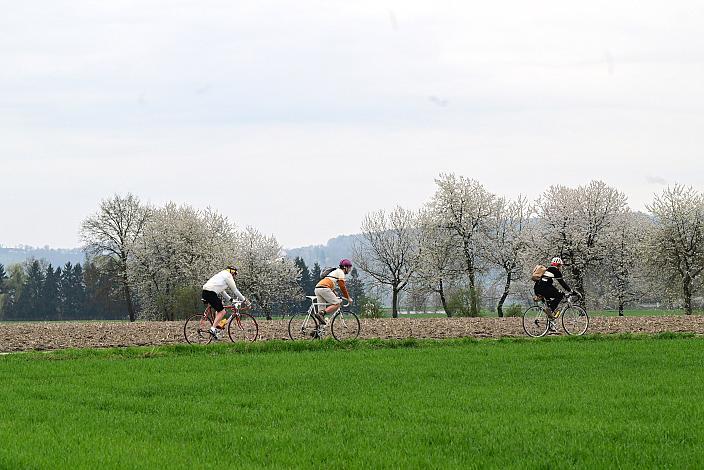 10. Kirschblüten Radklassik, Rad Klassik, Oldtimer, Vintage, Stahlrad, Radsport, Eferding, Oberösterreich