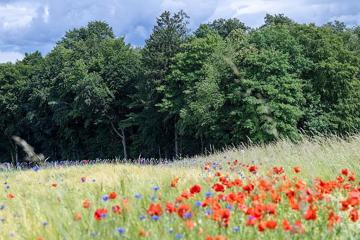 Das Peloton unterwegs im Innviertel, 2. Etappe Eferding - Reichersberg, Oberösterreich Rundfahrt