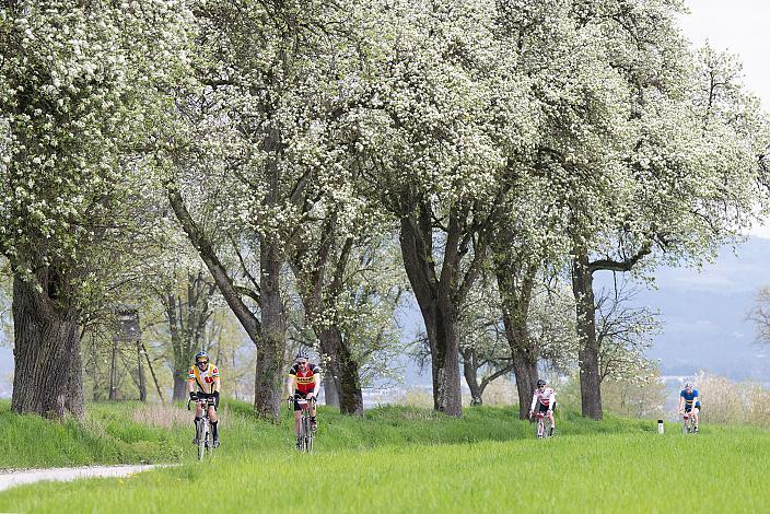 7. Kirschblüten Radklassik, Rad Klassik, Oldtimer, Vintage, Stahlrad, Radsport, Eferding, Oberösterreich