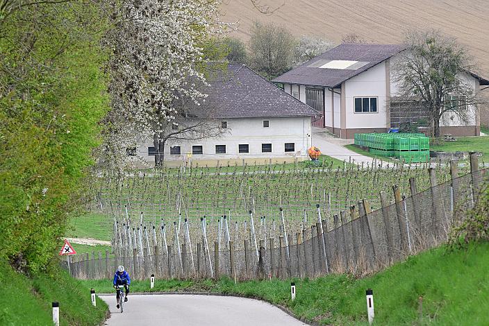 10. Kirschblüten Radklassik, Rad Klassik, Oldtimer, Vintage, Stahlrad, Radsport, Eferding, Oberösterreich