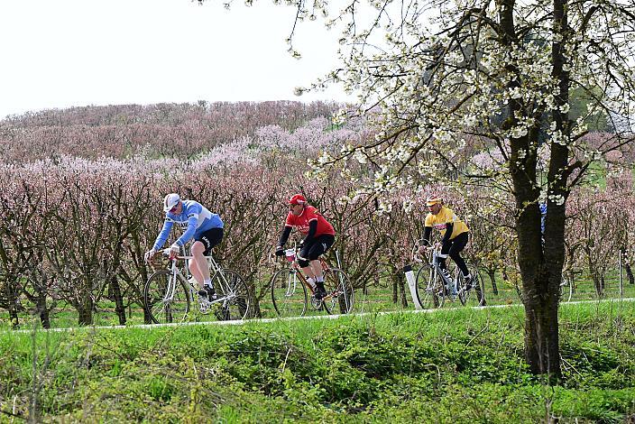 10. Kirschblüten Radklassik, Rad Klassik, Oldtimer, Vintage, Stahlrad, Radsport, Eferding, Oberösterreich