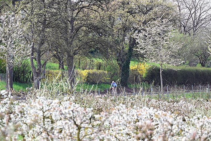 10. Kirschblüten Radklassik, Rad Klassik, Oldtimer, Vintage, Stahlrad, Radsport, Eferding, Oberösterreich
