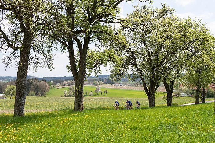 7. Kirschblüten Radklassik, Rad Klassik, Oldtimer, Vintage, Stahlrad, Radsport, Eferding, Oberösterreich