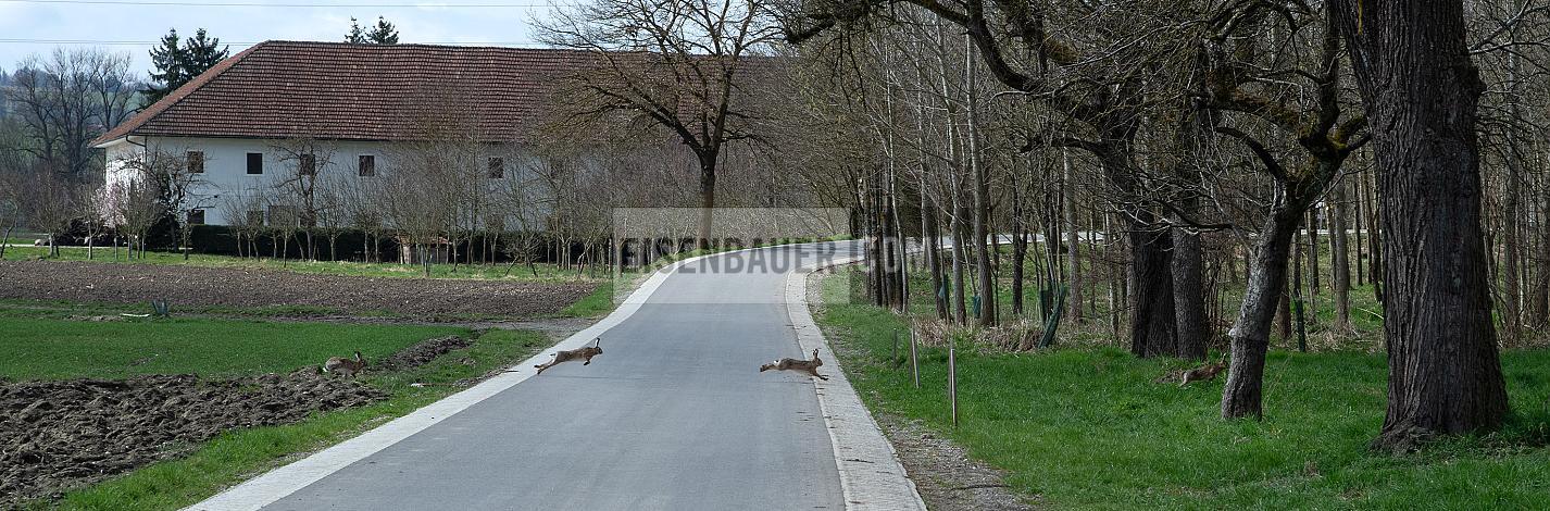 Voransicht