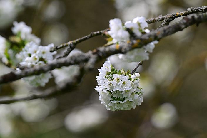 10. Kirschblüten Radklassik, Rad Klassik, Oldtimer, Vintage, Stahlrad, Radsport, Eferding, Oberösterreich