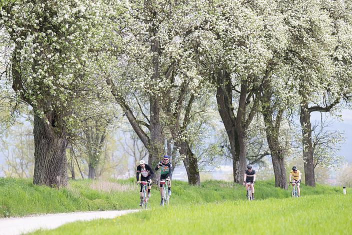 7. Kirschblüten Radklassik, Rad Klassik, Oldtimer, Vintage, Stahlrad, Radsport, Eferding, Oberösterreich