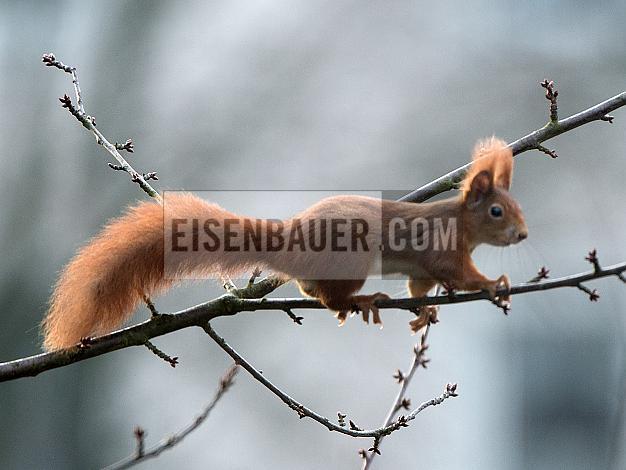 Voransicht
