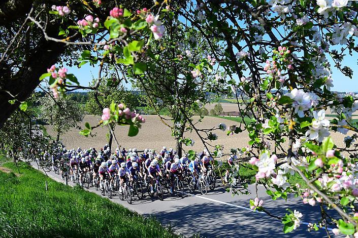 Damen Elite, U23, Road Cycling League Austria, 64. Raika Kirschbluetenrennen, Wels, Oberösterreich