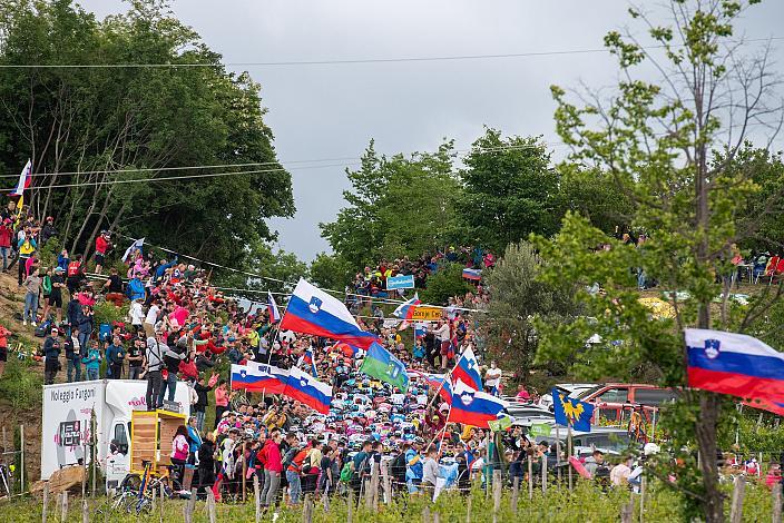 Das Peleton am Weg zur Bergwertung Gornje Cerovo in Slowenien.