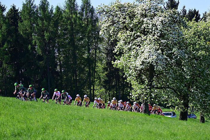 Herren Elite, U23, Road Cycling League Austria, 64. Raika Kirschbluetenrennen, Wels, Oberösterreich