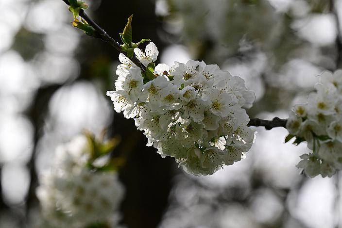 10. Kirschblüten Radklassik, Rad Klassik, Oldtimer, Vintage, Stahlrad, Radsport, Eferding, Oberösterreich