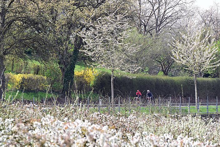 10. Kirschblüten Radklassik, Rad Klassik, Oldtimer, Vintage, Stahlrad, Radsport, Eferding, Oberösterreich