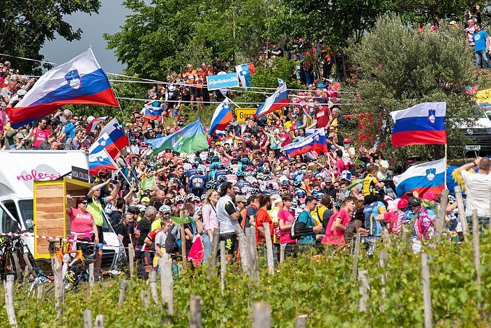 Das Feld am Weg zur Bergwertung Gornje Cerovo in Slowenien Stage 15 Grado - Gorizia (147km), 104. Giro d Italia, UCI Worl Tour