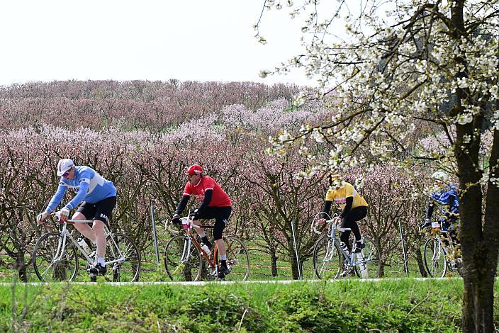 10. Kirschblüten Radklassik, Rad Klassik, Oldtimer, Vintage, Stahlrad, Radsport, Eferding, Oberösterreich