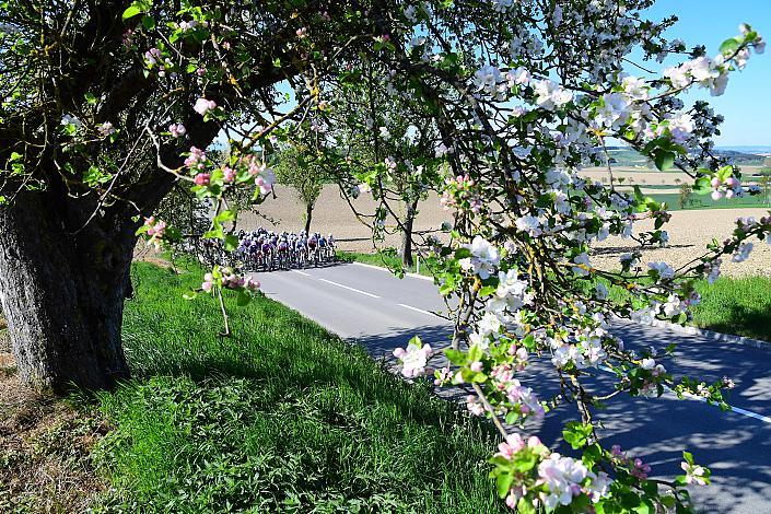 Damen Elite, U23, Road Cycling League Austria, 64. Raika Kirschbluetenrennen, Wels, Oberösterreich