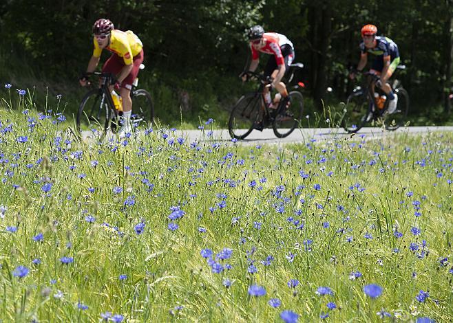  Kornblumen 1. Etappe Wels - Stift Reichersberg, Radsport 10. Int. OOE Rundfahrt  