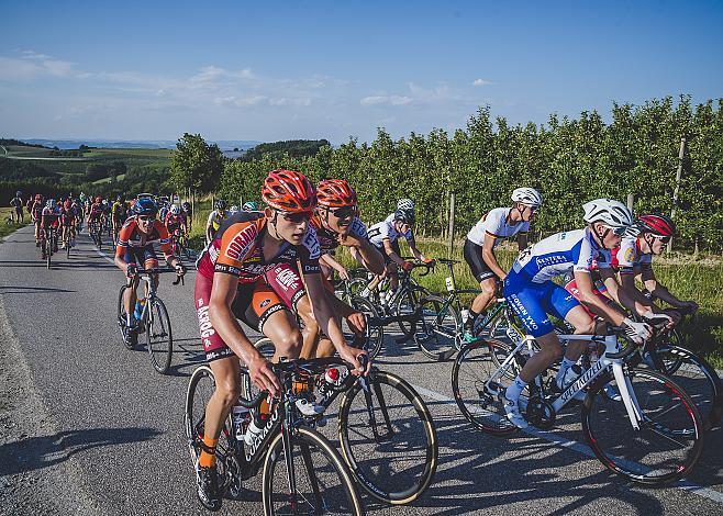 Das Feld am Mistelbacher Berg 1. Etappe Traun - Marchtrenk Oberoesterreich Juniorenrundfahrt (2.1)
