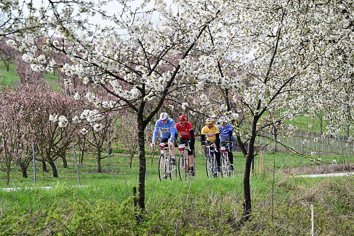 10. Kirschblüten Radklassik, Rad Klassik, Oldtimer, Vintage, Stahlrad, Radsport, Eferding, Oberösterreich