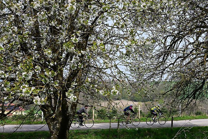 Anstieg in die Scharten 10. Kirschblüten Radklassik, Rad Klassik, Oldtimer, Vintage, Stahlrad, Radsport, Eferding, Oberösterreich
