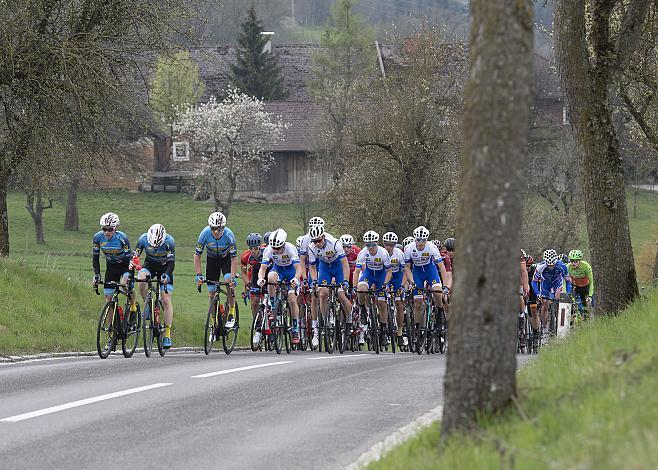 Das Feld bei Buchkirchen 58. Internationales Kirschbluetenrennen, Wels