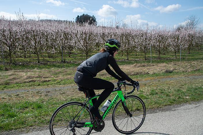 Rennrad, Frühling, Oberösterreich, 