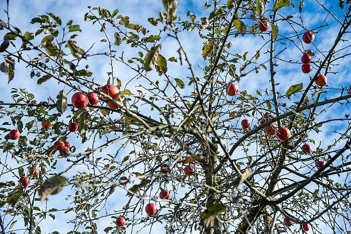 Radtour im Traunviertel, Naturpark Obsthügelland, Kirschblüten Radklassik, Oberösterreich