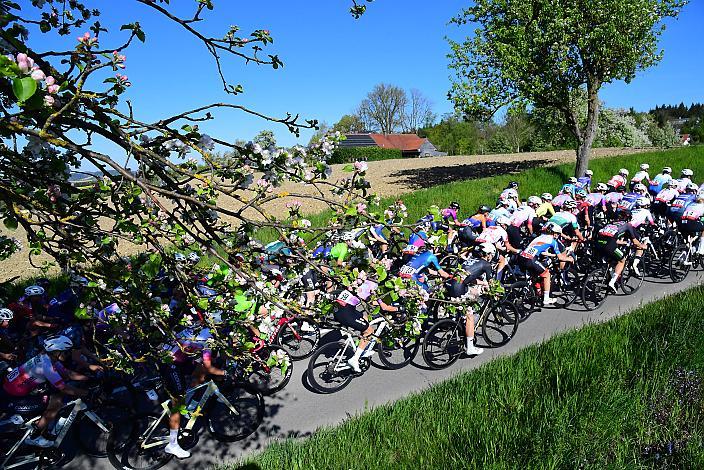 Damen Elite, U23, Road Cycling League Austria, 64. Raika Kirschbluetenrennen, Wels, Oberösterreich