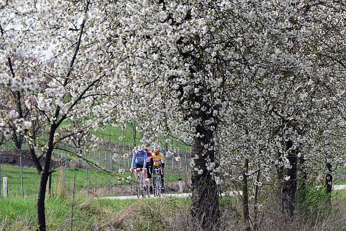 10. Kirschblüten Radklassik, Rad Klassik, Oldtimer, Vintage, Stahlrad, Radsport, Eferding, Oberösterreich