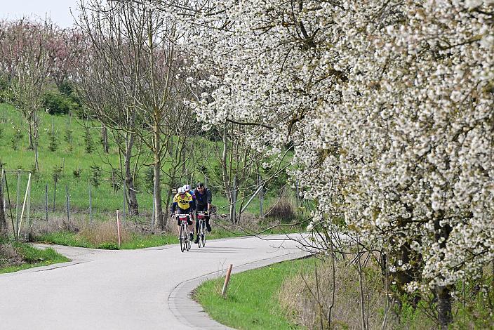 10. Kirschblüten Radklassik, Rad Klassik, Oldtimer, Vintage, Stahlrad, Radsport, Eferding, Oberösterreich