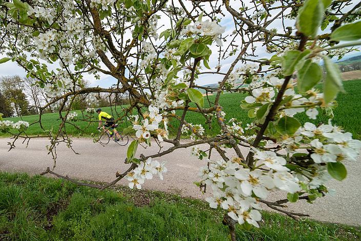 7. Kirschblüten Radklassik, Rad Klassik, Oldtimer, Vintage, Stahlrad, Radsport, Eferding, Oberösterreich